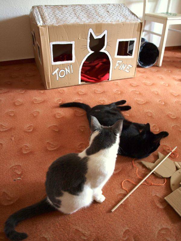 Как приучить кошку к домику: простые и эффективные способы | звери дома