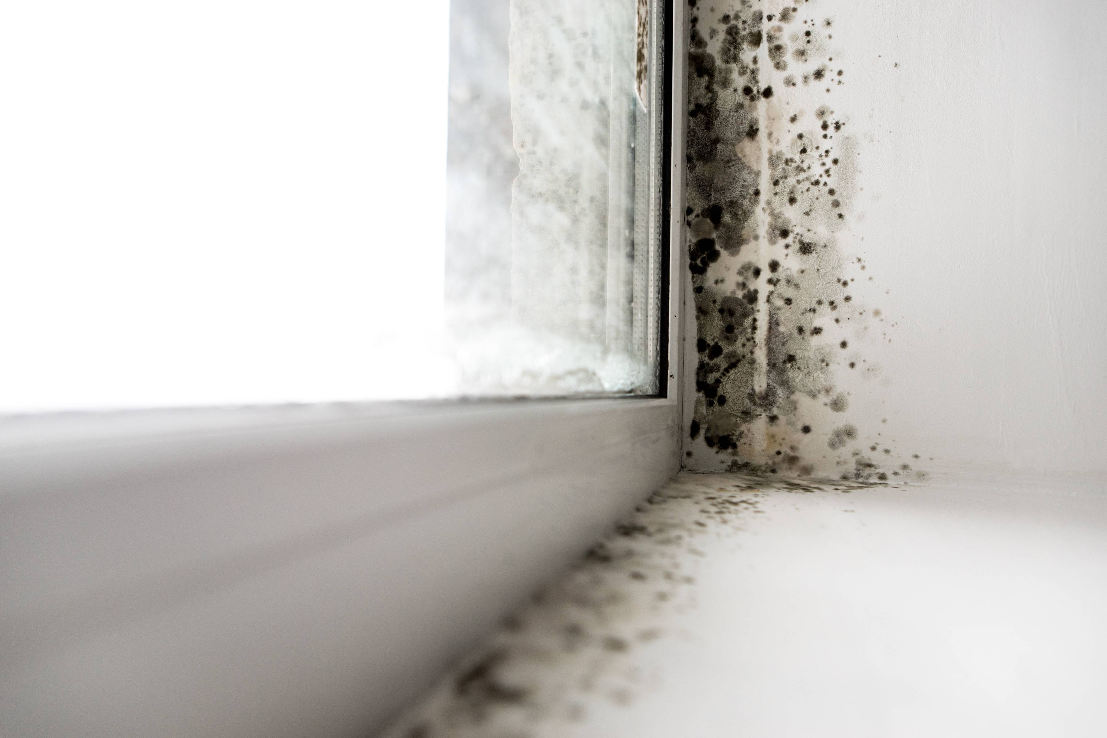 Как избавиться от плесени на окнах, подоконниках и откосах в домашних условиях