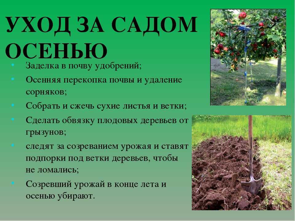 Удобрения для осенней посадки плодовых деревьев - сад 6 соток