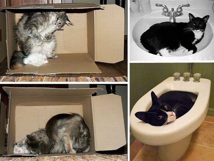 Домики для кошек и котов: нюансы выбора — domovod.guru