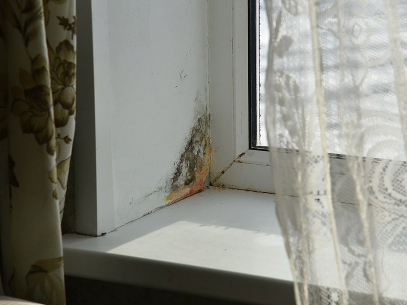 Как избавиться от плесени на окнах в квартире
